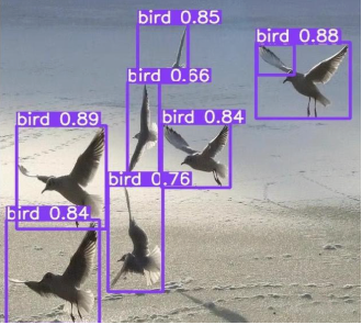Bird detection